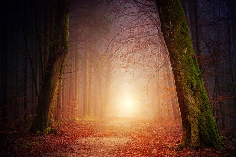 Enchanted Forest Decor